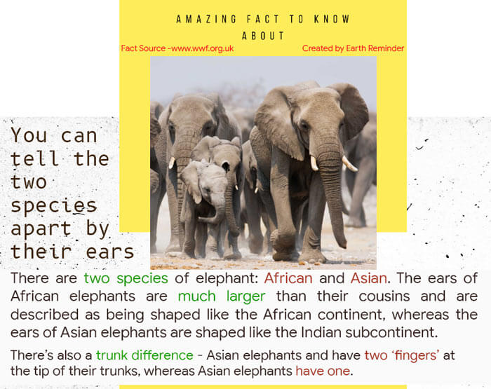 Elephants-facts