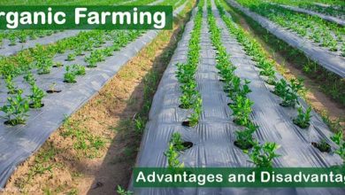 organic-farming-advantages-and-disadvantages