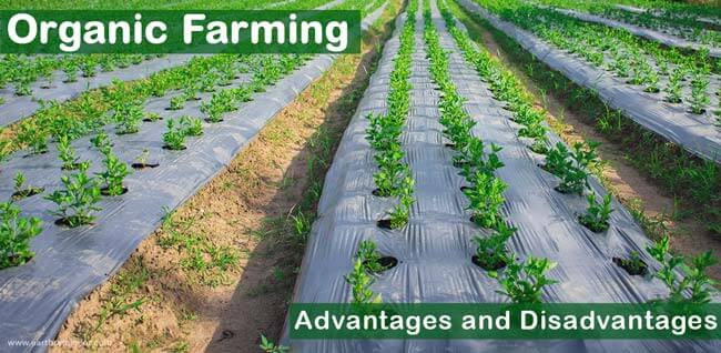 Advantages and Disadvantages of Organic Farming | Earth Reminder