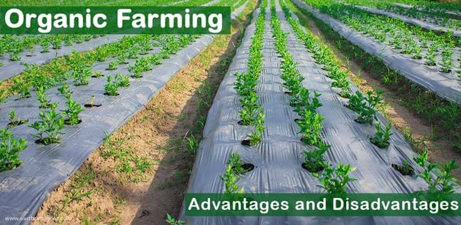 organic-farming-advantages-and-disadvantages