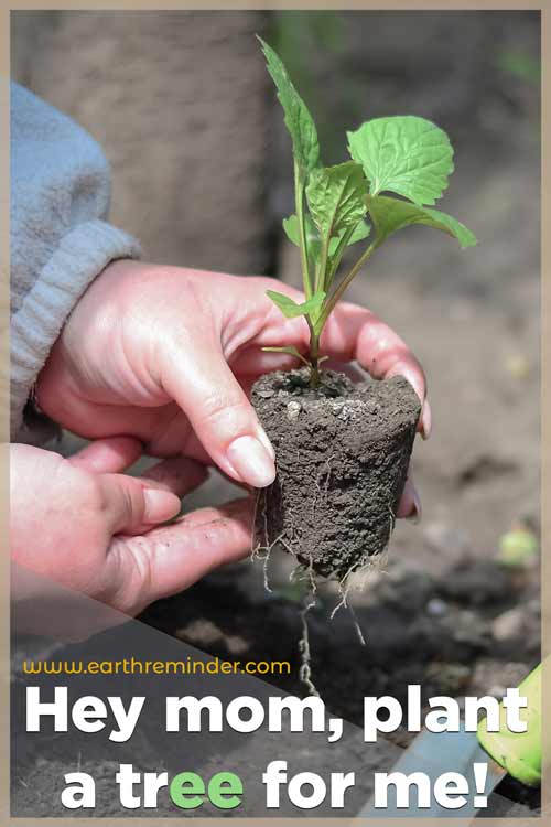 earth plant grow pictures