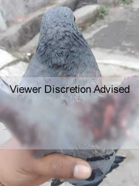 injured-pigeon-bird-rescue