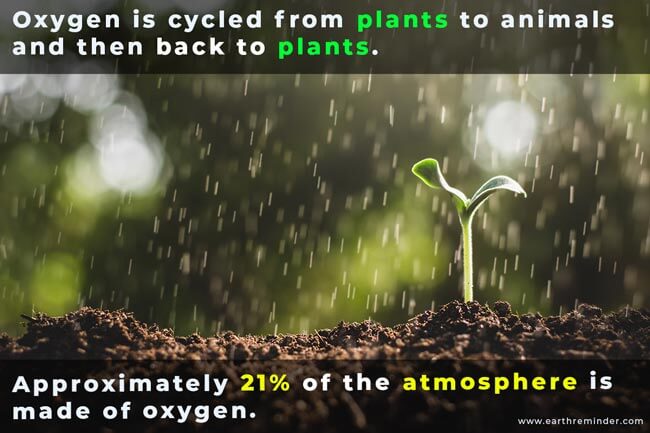 process-of-oxygen-cycle-facts