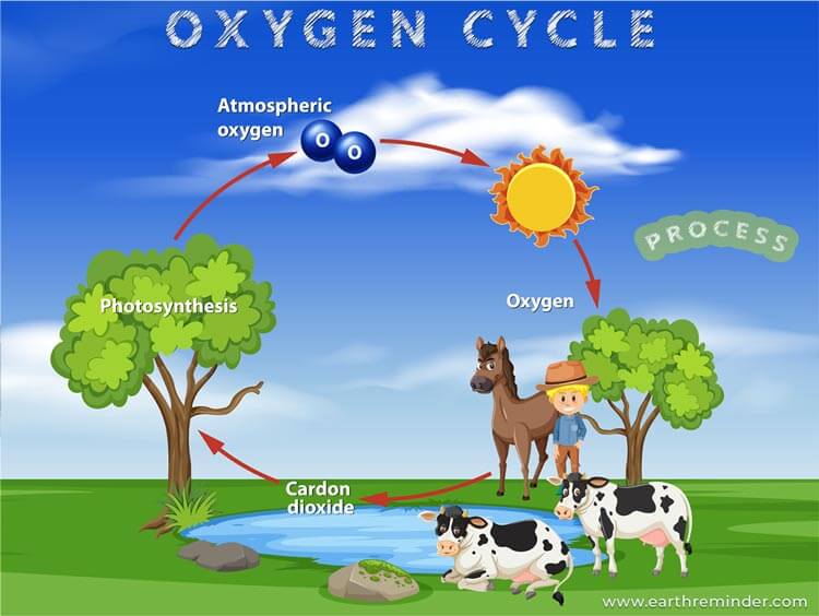 Oxygen Cycle: Process and Importance | Earth Reminder