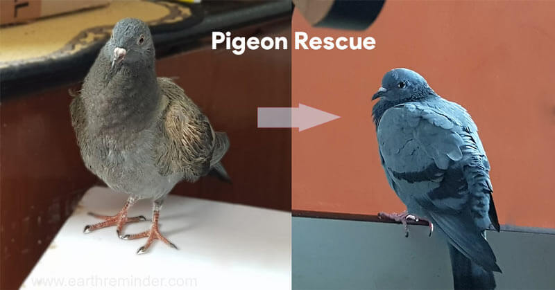 pigeon-rescue