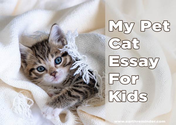 essay about a pet cat