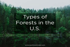Various Types of Forests in the U.S. | Earth Reminder