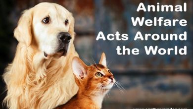 animal-welfare-acts-around-the-world