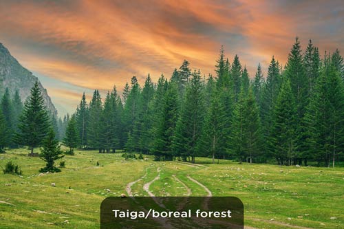 taiga-boreal-forest-in-US