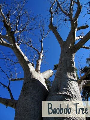 Baobob-Tree