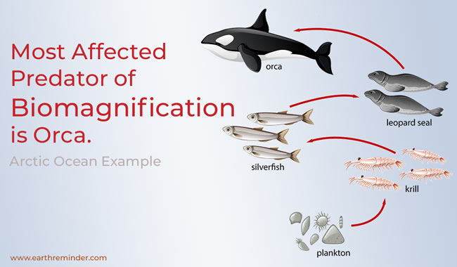 biomagnification-effects-example-orca