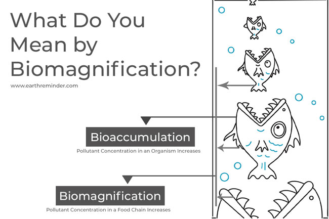 biomagnification-meaning-causes-effects