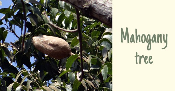 Mahogany-tree
