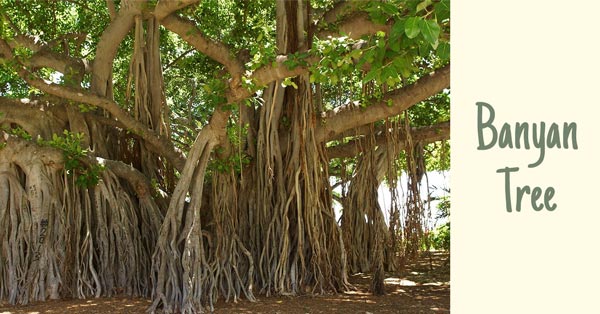 banyan-forest-trees