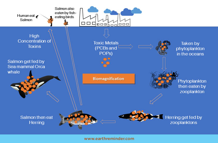 biomagnification-infographic