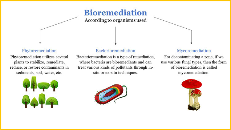 bioremediation-types-infographic