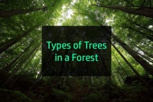 Different Types of Forest Trees in the World | Earth Reminder