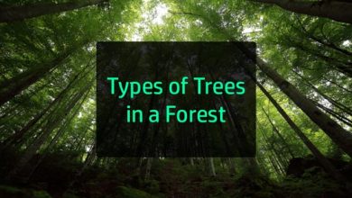 types-of-trees-in-a-forest