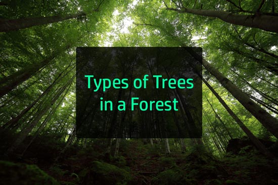 Temperate Forest Tree Types