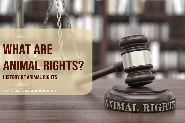 Animal Rights Meaning | What Are Animal Rights? - Earth Reminder