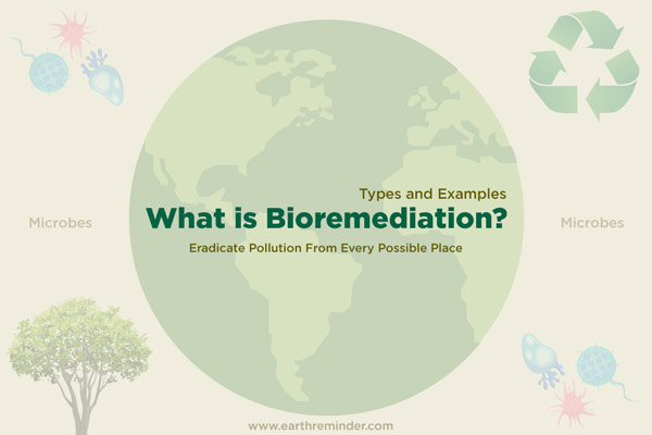 what-is-bioremediation