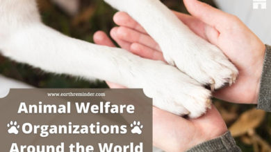 animal-welfare-organizations-in-the-world