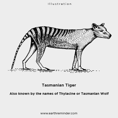 extinct-tasmanian-tiger