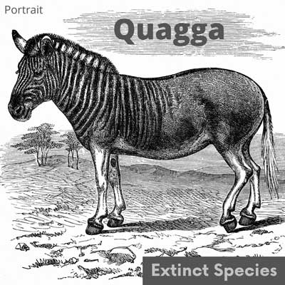 quagga-extinct-species