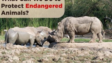 how-to-protect-endangered-animals