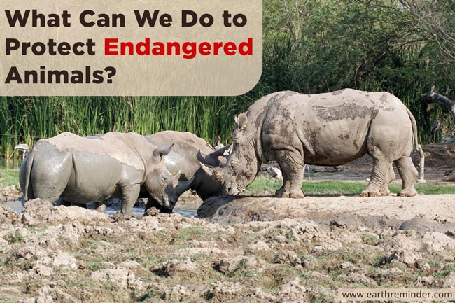 How to protect endangered animals