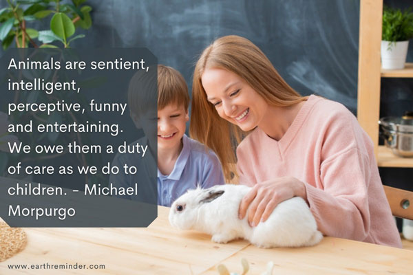 pet animal rabbit essay