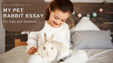 my-pet-rabbit-essay-for-kids