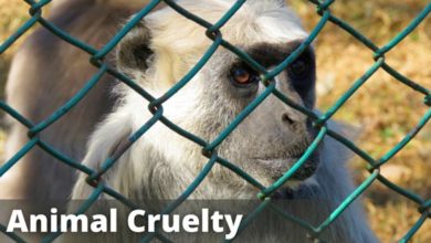 animal-cruelty-facts-and-examples