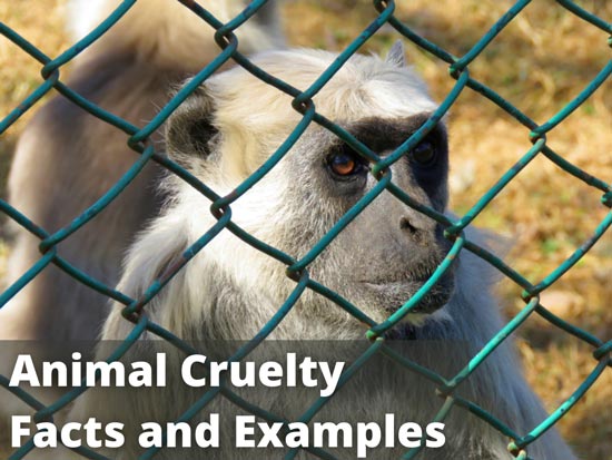 Animal Cruelty: Facts and Different Examples | Earth Reminder