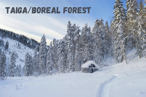 boreal-forest-name-and-picture
