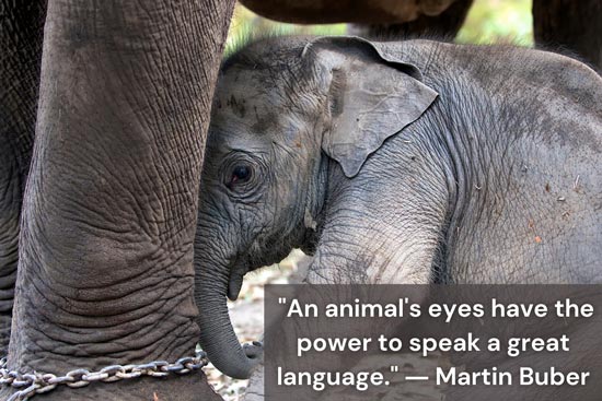 Animal Cruelty: Facts and Different Examples | Earth Reminder Animal Cruelty: Facts and Different Examples | Earth Reminder