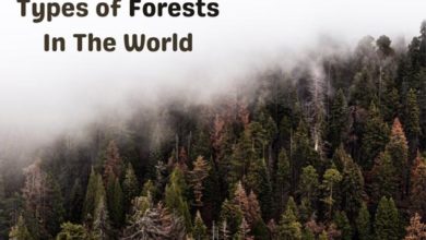 types-of-forests-in-the-world
