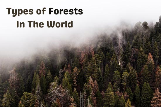 Forests Around The World Map - United States Map