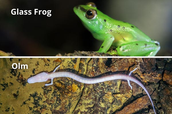 Amphibians-in-Animals-Classification