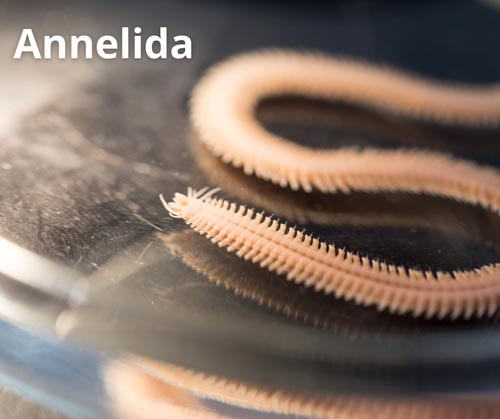 Annelida-polychaetes