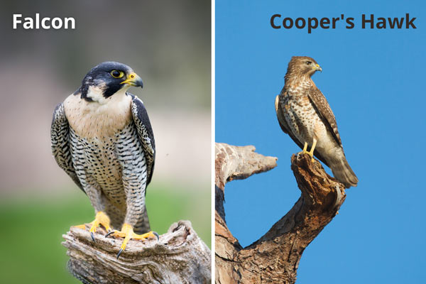 Birds-Vertebrates-Classification