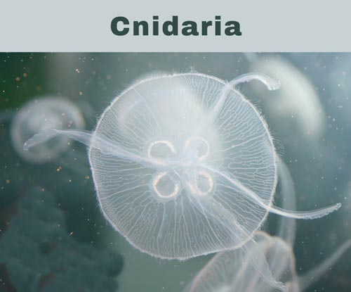 Cnidaria-Invertebrate