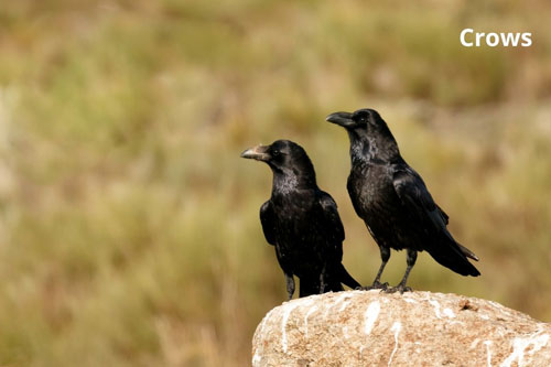 Smart-animal-crows