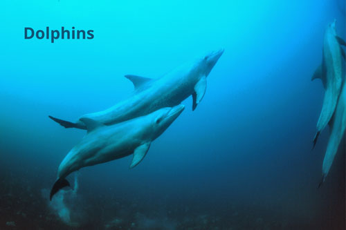 smart-animals-alive-dolphins