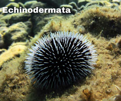 Echinodermata