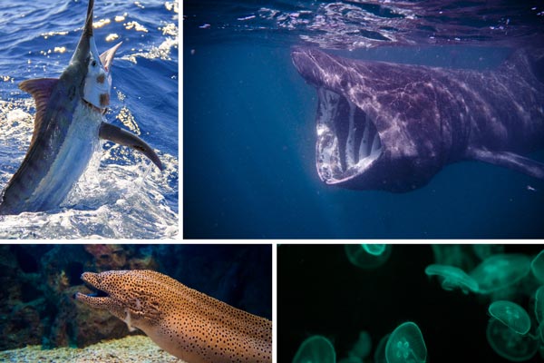 Fish-in-vertebrates-classification-of-animals