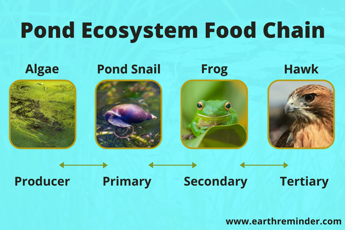Pond Ecosystem: Types, Food Chain, Animals and Plants | Earth Reminder