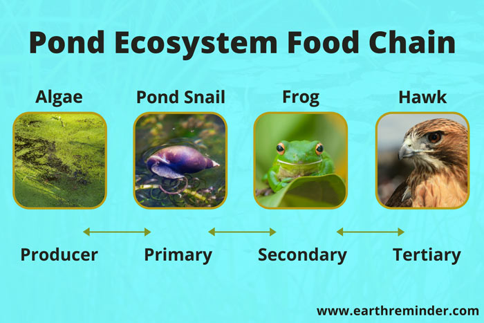 Typical Food Chain Of A Pond Ecosystem Food Chain Pond Ecosystem | My