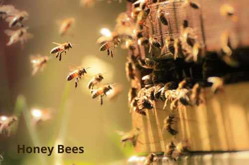 smartest-animals-alive-honey-bees