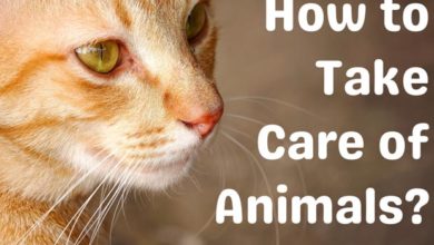how-to-take-care-of-animals